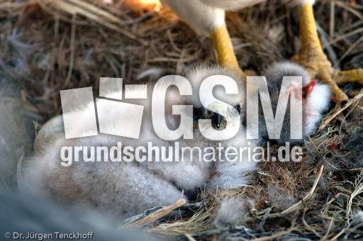 Rotrückenbussard (6 von 19).jpg